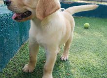 golden retriver male and femala avilible golden retriver male and femala avilible