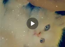 قطة انثى هولندية قطة انثى هولندية