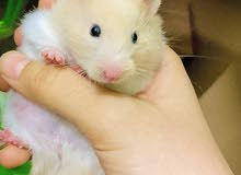 hamsters for sale hamsters for sale