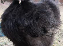 fancy silki black chicks fancy silki black chicks