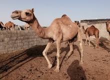 جمال للبيع بكره ومحليه جميع انواع الجمال افضل الاسعار في ظفار
