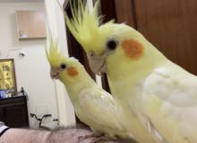 parrot pet for sale with cage parrot pet for sale with cage