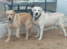 إناث لبردور labrador female إناث لبردور labrador female