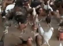 دجاج مخلوط دجاج مخلوط