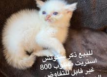 للبيع ذكر سكوتش استريت للبيع ذكر سكوتش استريت