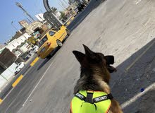 كلب جيرمن نثيه للبيع من نوع Berger allemand عمر سنه و نصف تقريباً كلب جيرمن نثيه للبيع من نوع Berger allemand عمر سنه و نصف تقريباً