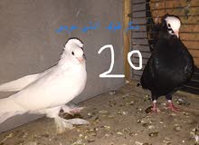 6 كوبيات حضان مضمونات للبيع مع بعض السعر علي الصور 6 كوبيات حضان مضمونات للبيع مع بعض السعر علي الصور