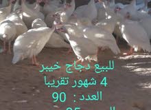 للبيع دجاج خيبر للبيع دجاج خيبر