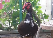 بط مصري للبيع (مستعجل!!) Muscovy duck بط مصري للبيع (مستعجل!!) Muscovy duck