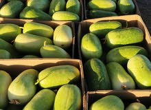 اصناف الخضروات من المزرعه طازج مزارع واحة السويق اصناف الخضروات من المزرعه طازج مزارع واحة السويق