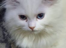 قطتى ( فلة ) شيرازى بيور   pure Shrazi - my beautiful cat ( Fola )