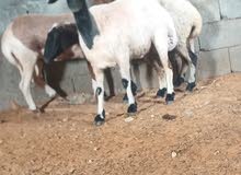 3 نعجات وطنيات 3 نعجات وطنيات