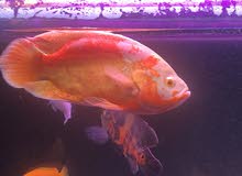 Huge size quality albino oscar , Parrot fish and severum for sale Huge size quality albino oscar , Parrot fish and severum for sale