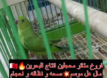 فروخ متاتو انتاج البحرين فروخ متاتو انتاج البحرين