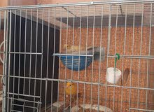 canary with 3 eggs canary with 3 eggs