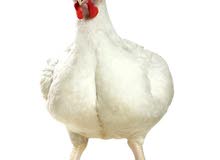 للبيع دجاج لاحم حي الوزن 1200 الي 1400 جرام السعر 12 درهم