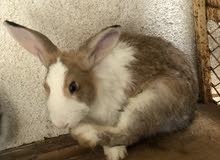 rabbit for sale i have 2 male rabbit i want to sale one of them