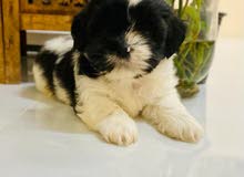 shitzu male puppys available shitzu male puppys available