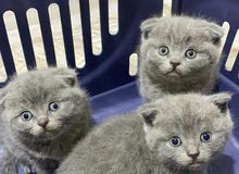 british short hair kittens
