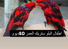 بلو ستريك فروخ بلو ستريك فروخ