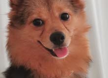 Standard Pomeranian Female 10 Months Standard Pomeranian Female 10 Months