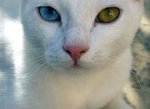 قطة شرازية تك عين لونين لعوبة وحلوة