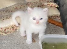 shirazi cat for sale قطه شيرازيه للبيع shirazi cat for sale قطه شيرازيه للبيع