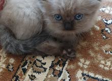 قطة هيمالايا hamalaian kitten قطة هيمالايا hamalaian kitten