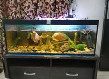 Complete fish tank حوض سمك متكامل Complete fish tank حوض سمك متكامل