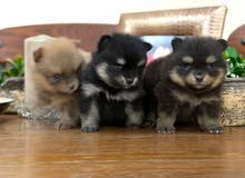 pomeranianteacup@labrador@Chihuahua @Maltese@ pomeranianteacup@labrador@Chihuahua @Maltese@