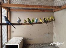 budgie parrots ببغاء بادجي budgie parrots ببغاء بادجي