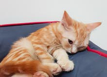 Persian Kitten Male Persian Kitten Male