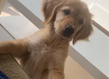 dog for sale dog for sale