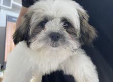Outstanding dog 2 months only with all his documents Outstanding dog 2 months only with all his documents