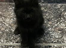 قطه شيرازيه قطه شيرازيه