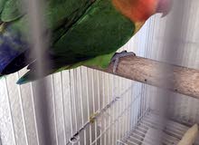 Fischer breeding pair for sale Fischer breeding pair for sale