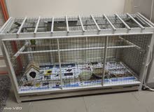 birds cage and birds for sale birds cage and birds for sale