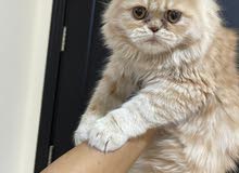 pure persian kitten Male pure persian kitten Male
