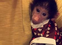 مطلوب قرده للبيع عمرها اقل عن 4 شهور بسعر معقول مطلوب قرده للبيع عمرها اقل عن 4 شهور بسعر معقول