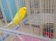 انثى مالطية ريشة نضيفه لا قوة الا بالله انثى مالطية ريشة نضيفه لا قوة الا بالله