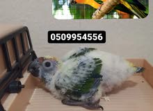 sunconure chicks فروخ سن كنيور sunconure chicks فروخ سن كنيور