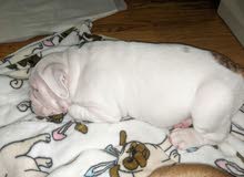 ENGLISH BULLDOG ENGLISH BULLDOG