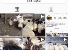 ذبائح (اغنام ) للثلاجات والمناسبات للبيع مع التوصيل ذبائح (اغنام ) للثلاجات والمناسبات للبيع مع التوصيل