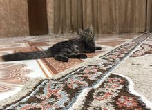 بزونة شيرازي للبيع بزونة شيرازي للبيع
