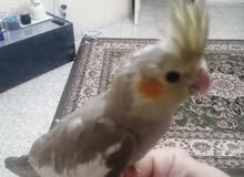 كوكتيلbirds كوكتيلbirds