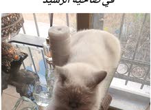 قطه مفقوده