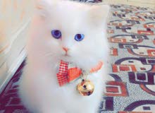 شيرازي شيرازي