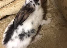 ارانب للبيع rabbits for sale ارانب للبيع rabbits for sale