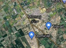 للبيع 12 هكتار برتقال في مرناق
A vendre 12 hectares orangers à Morneg للبيع 12 هكتار برتقال في مرناق
A vendre 12 hectares orangers à Morneg