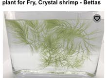 aquarium plant aquarium plant